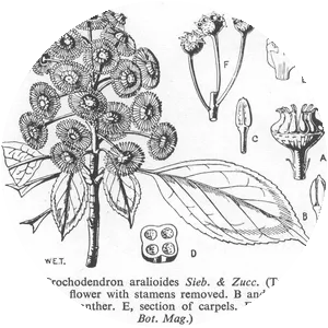 Tetracentraceae - Plants