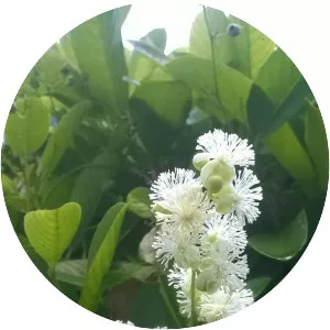 Tetracera loureiri - Plants