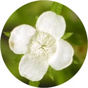 Tetrachondraceae - Plants