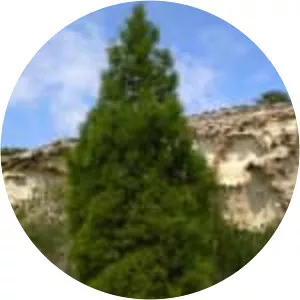 Tetraclinis - Plants