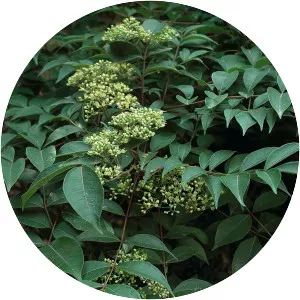 Tetradium ruticarpum