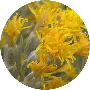 Tetradymia canescens - 