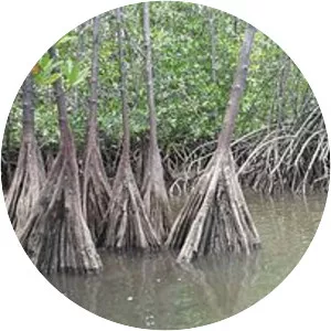 Tetrameristaceae - Plants