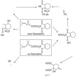Tetramethrin - 