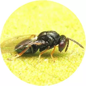 Tetrastichinae - Insect
