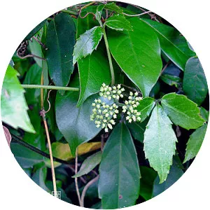 Tetrastigma hemsleyanum