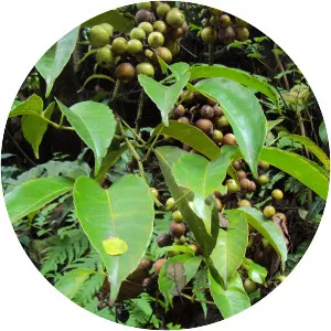 Tetrastigma leucostaphylum