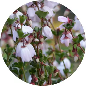 Tetratheca ciliata - 