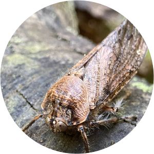 Tettigarctidae