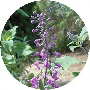 Teucrium betonicum