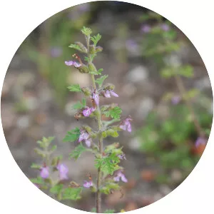 Teucrium botrys