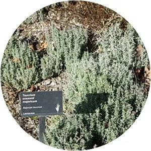 Teucrium cossonii - 