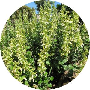 Teucrium flavum