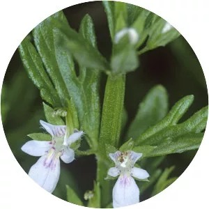 Teucrium laciniatum - 