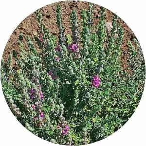 Teucrium marum
