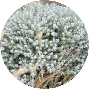 Teucrium polium - Plants