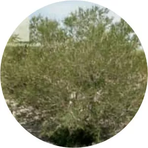 Texas kidneywood