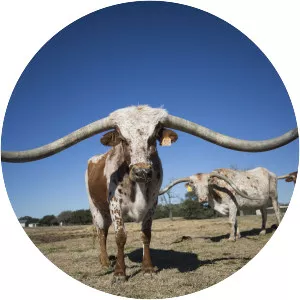 Texas Longhorn
