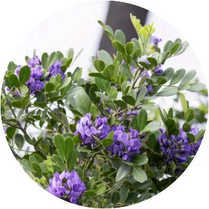 Texas mountain laurel - Plants