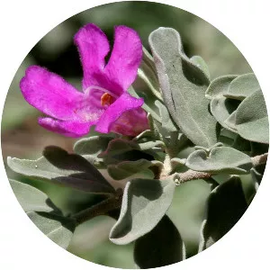Texas sage