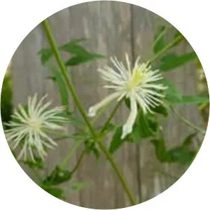 Texas virgin's bower - 