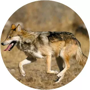 Texas wolf