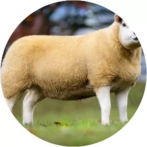 Texel sheep