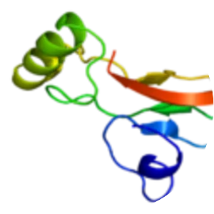 TGF beta 2 - Protein