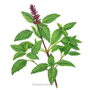 Thai basil - 