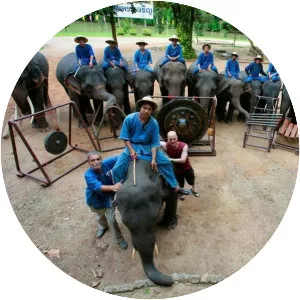 Thai Elephant Orchestra