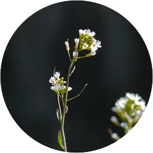 Thale cress - Plants