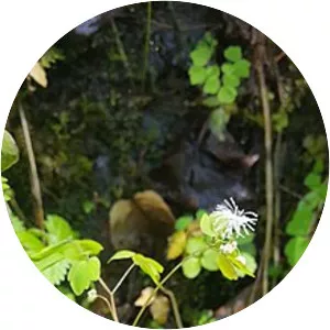 Thalictrum clavatum - 