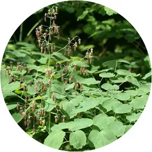 Thalictrum coriaceum