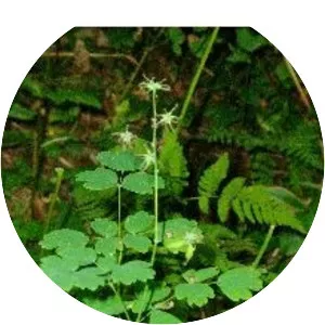 Thalictrum occidentale - 