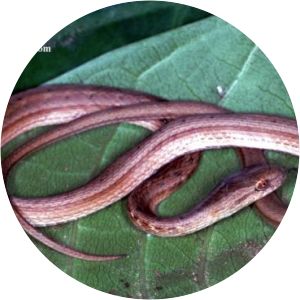 Thamnodynastes hypoconia - 