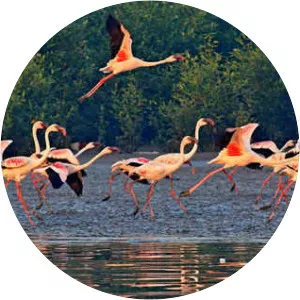 Thane Creek Flamingo Sanctuary - 