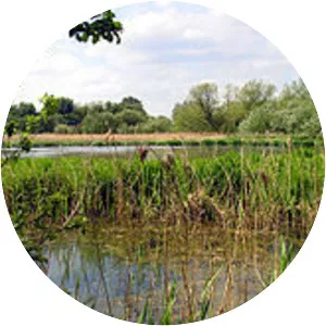 Thatcham Reed Beds - 