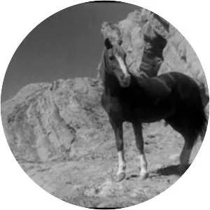 The Adventures of Champion