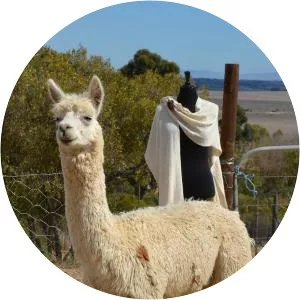 The Alpaca Loom Coffee Shop and Weaving Studio