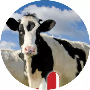 The American Dairy - TV program