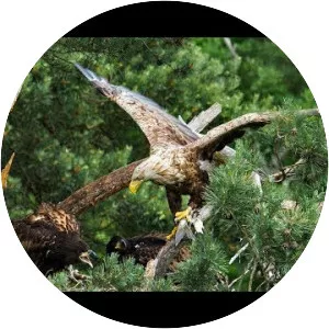 The Ancient Woods - 2017 ‧ Nature documentary/Documentary ‧ 1h 25m