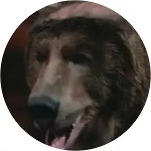 The Bald-Headed Bear - Fictional character