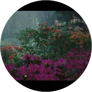 The Bloodstained Butterfly