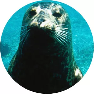 The Blue Planet: Seas of Life2002