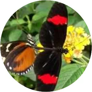 The Butterfly House - 