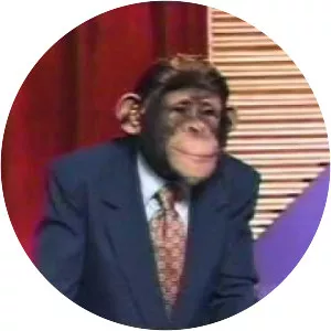 The Chimp Channel