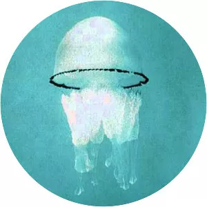 The Clouds Will Clear