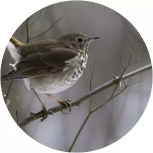 The Darkling Thrush photograph