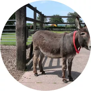 The Donkey Sanctuary