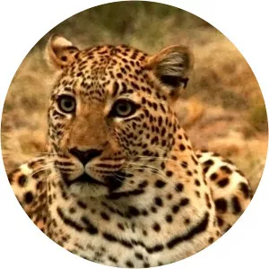 The End ofthe Big Cats